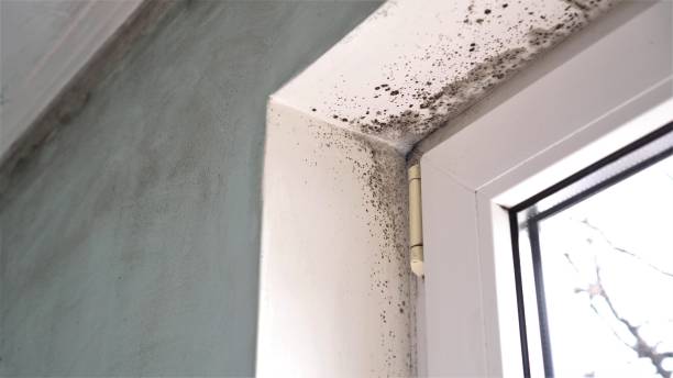 Trusted Darlington, SC Mold Removal Experts