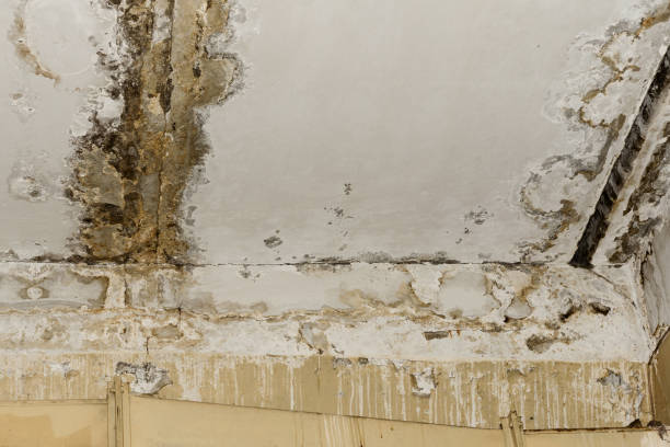 Biohazard Mold Removal in Darlington, SC