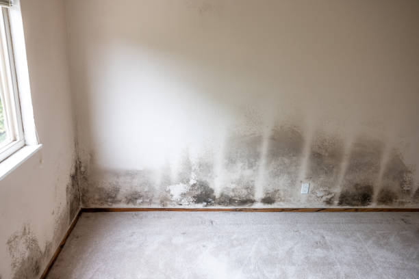 Best Indoor Air Quality Assessment  in Darlington, SC